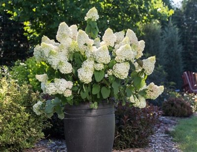Hydrangea paniculata Little Hottie® PP32549 | First Editions® Little