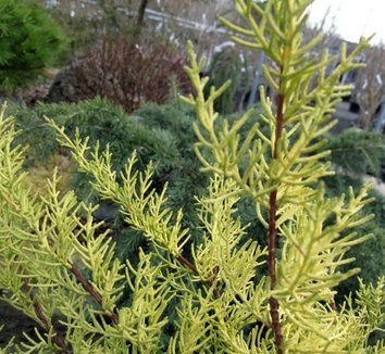 Photo of Cupressus macrocarpa 'Fine Gold' foliage by plant lust