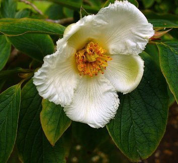 Photo of Stewartia pseudocamellia Koreana Group flower by Scott Zona
