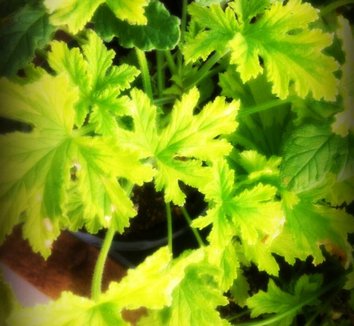 Photo of Pelargonium crispum foliage by Alan Lorence