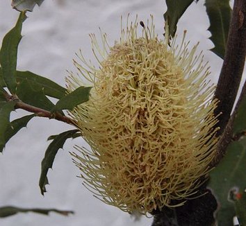 Photo of Banksia canei flower, foliage by Casliber