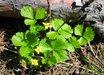 Waldsteinia fragarioides