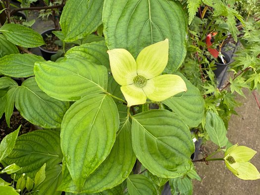 Photo of Cornus Venus® PP16309 flower, foliage by plant lust
