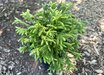 Cryptomeria japonica 'Little Diamond'