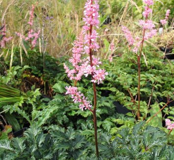 Photo of Astilbe x crispa 'Perkeo' flower, foliage by Far Reaches Farm