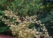 Elaeagnus