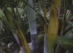 Dypsis