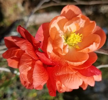 Photo of Chaenomeles 'Chojuraku' flower by Almost Eden
