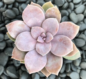 Photo of Graptopetalum superbum foliage by Little Prince of Oregon