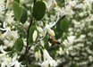 Styrax