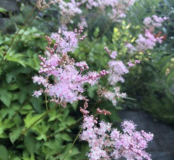 Photo of Filipendula multijuga flower by Kristine Paulus