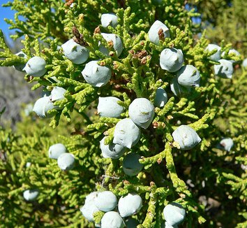 Photo of Juniperus osteosperma foliage by Stan Shebs