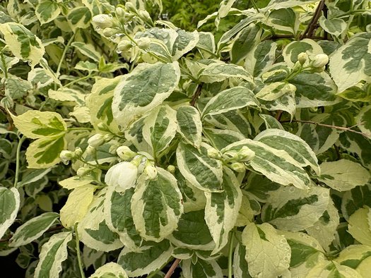 Photo of Philadelphus coronarius 'Variegatus' flower, foliage by plant lust