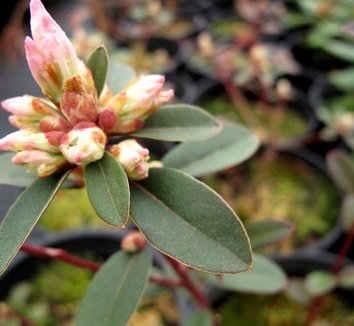 Rhododendron from multiple nurseries on Plant Lust
