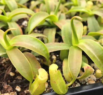 Photo of Nepenthes sanguinea foliage by Little Prince of Oregon