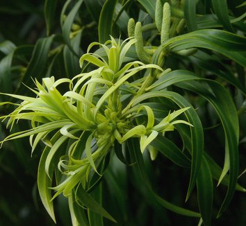 Photo of Podocarpus matudae flower by J.G. in SF