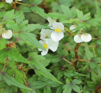 Photo of Begonia dregei flower by C T Johansson