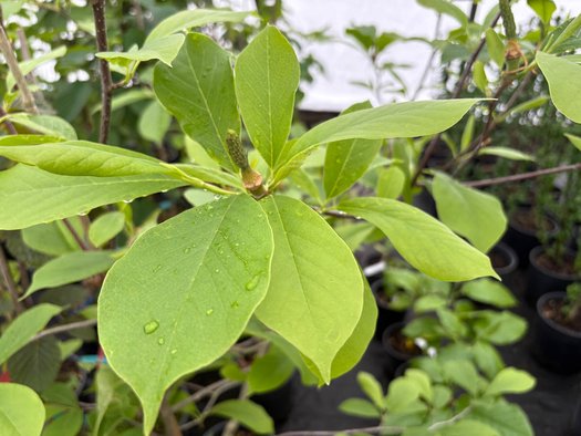 Photo of Magnolia 'Palisade Pink' foliage by plant lust