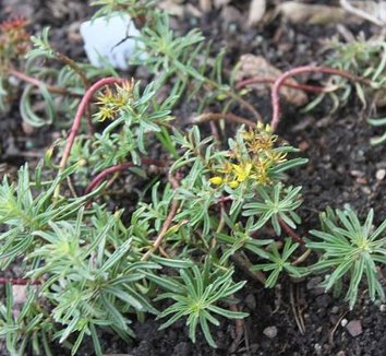 Photo of Sedum middendorffianum 'Striatum' foliage by Botanophilia