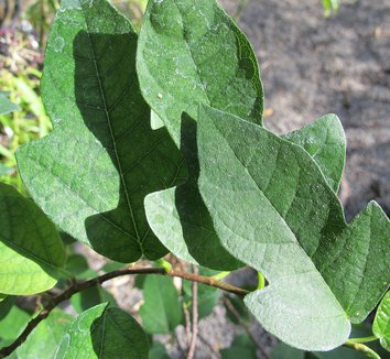 Photo of Ficus 'Ruth Bancroft' foliage by plant lust