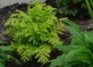 Tanacetum
