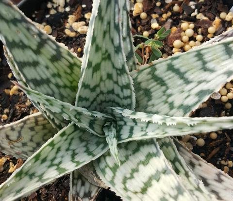 aloes socotrina Aloe Socotrina