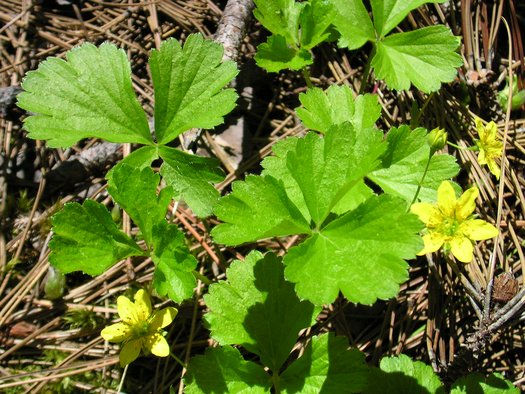 Photo of Waldsteinia fragarioides flower, foliage, habit by Superior National Forest