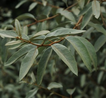 Photo of Elaeagnus 'Quicksilver' foliage by Karl Gercens III