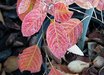 Amelanchier