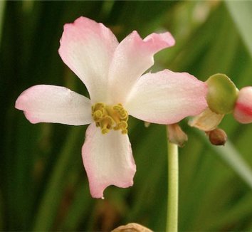 Photo of Begonia emeiensis flower by Joshua McCullough