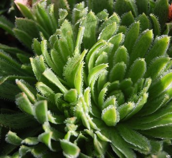 Photo of Aeonium simsii close-up, foliage by Far Out Flora