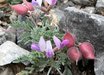 Oxytropis