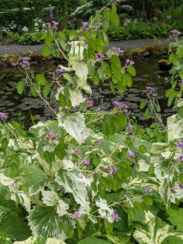 Lunaria annua 'Variegata'