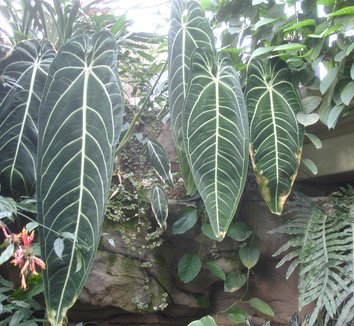 Photo of Anthurium warocqueanum foliage by Clivid