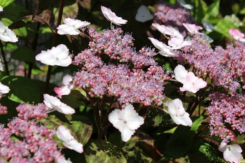 Hydrangea serrata 'Beni Gaku' | Hydrangea serrata 'Beni-Gaku