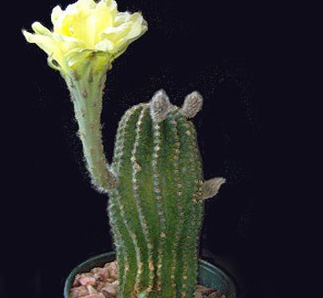 Photo of Echinopsis 'Buttercup' flower by Kara Nursery
