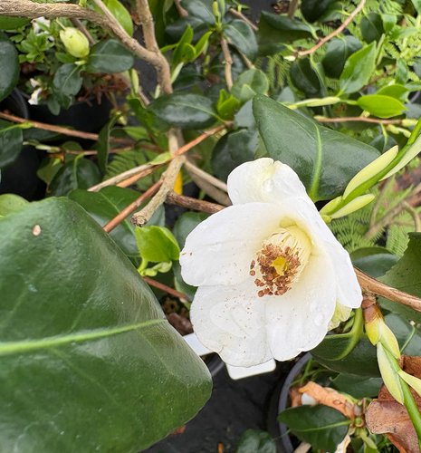 Photo of Camellia japonica 'Korean Snow' flower by plant lust