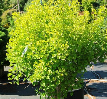 Photo of Ginkgo biloba 'Chi Chi' foliage by Conifer Kingdom