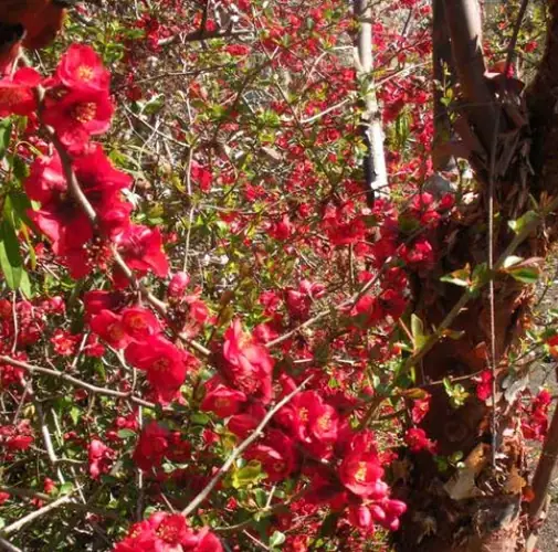 Chaenomeles x superba 'Hollandia' | Chaenomeles 'Hollandia