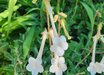 Sinningia