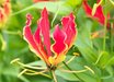 Gloriosa