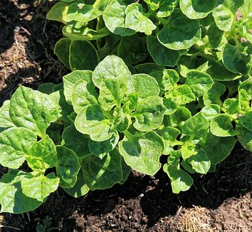 Ullucus from multiple nurseries on Plant Lust