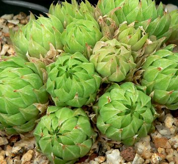 Photo of Haworthia cymbiformis foliage, form by Stan Shebs