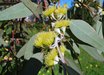 Eucalyptus