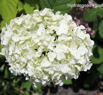 Photo of Hydrangea arborescens 'Marshmallow'