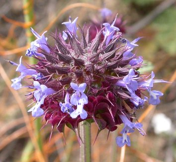 Photo of Salvia columbariae close-up, flower by Curtis Clark