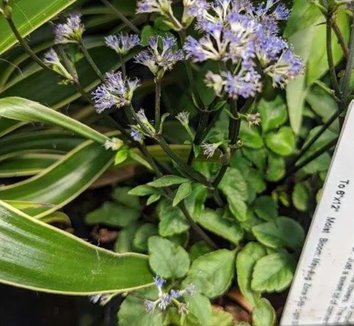 Photo of Sanicula caerulescens
