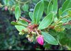 Lyonia