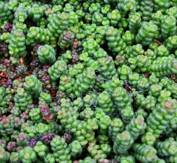 Photo of Sedum divergens foliage by Native Sons