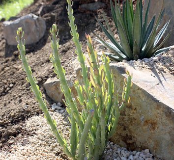 Photo of Senecio anteuphorbium foliage by Dry Oasis Plants
